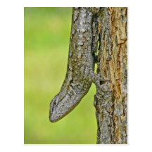 Nordzaun-Eidechsen-Postkarte