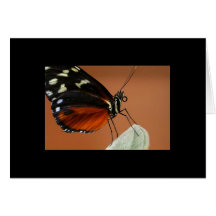 Notecard-Farbe Therapie-Orange 9 Grußkarten