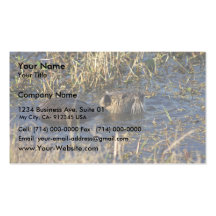 Nutria im Wasser Visitenkarte