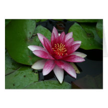 Nymphaea tetragona grußkarten