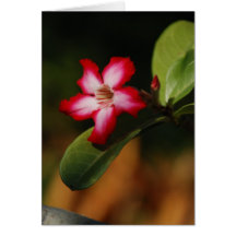 O'ahu Blüte Karte