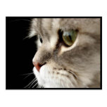 Oben-Nahe Miezekatze-Postkarte