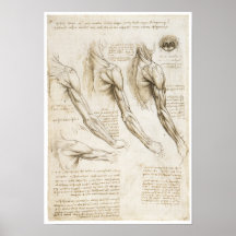 Oberflächliche Muskeln der oberen Extremität Plakat