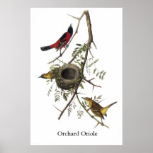 Obstgarten Oriole - John James Audubon Plakat