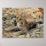 Ocelot Posterdrucke