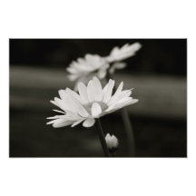 Ochsenauge-Gänseblümchen in Schwarzweiss Fotografien