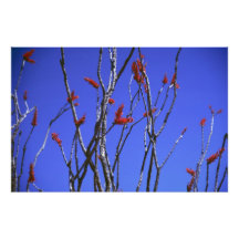 Ocotillo in der Blüte Fotografie