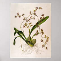 Odontoglossum Hastatum Posterdrucke
