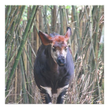 Okapi-Einladungen