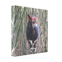 Okapi-Leinwand-Druck Galerie Falt Leinwand