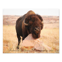 Oklahoma-Bison, Fotografie 2011 Rebecca Alsbury