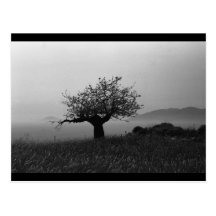 Olivenbaum (Postkarte)