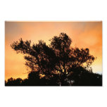 Olivenbaum-Silhouette am Sonnenuntergang Fotografie