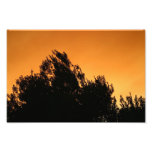 Olivenbaum-Silhouette am Sonnenuntergang Fotodrucke