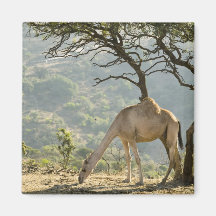 Oman, Dhofar Region, Salalah. Kamel in Magnete