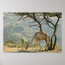 Oman, Dhofar Region, Salalah. Kamel in Plakatdrucke