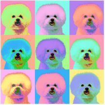OPkunst - Bichon Frise Acryl Ausschnitt