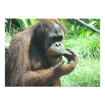 Orang-Utan Affen-Einladung