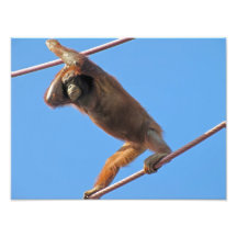 Orang-Utan auf einem Draht Kunstphotos