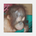 Orang-Utan Augen Magnets