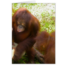 Orang-Utan Freundinnen Grußkarten