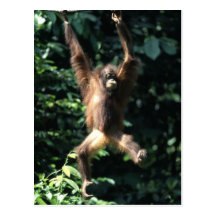 Orang utan in Borneo-Postkarte