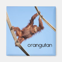 Orang-Utan Kühlschrank-Magnet