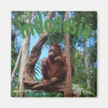 Orang-Utan Regenwald-Klubsessel Indonesien Kühlschrankmagnet