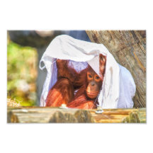 Orang-Utan Spähen Photographien