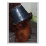 Orang-Utan Verstecken Postkarte