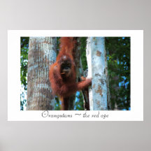 Orang-Utans ~ der rote Affe Poster
