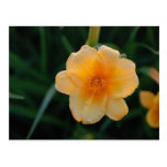 Orange Blume Postkarten