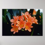 Orange Clivia Artkafir-Lilien-Blumen Posterdruck