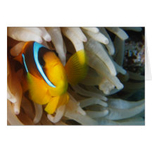 Orange Clown-Fische Grußkarte