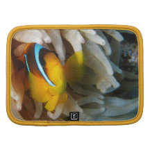 Orange Clown-Fische Mappe