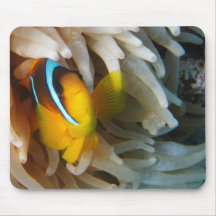 Orange Clown-Fische Mauspads
