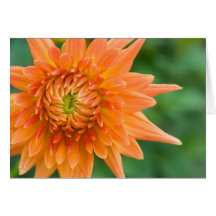 Orange Dahlie Karten