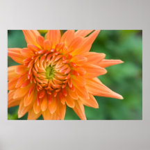 Orange Dahlie Plakate
