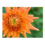Orange Dahlie Postkarten