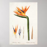 orange FarbBlumen, Pierre Joseph Redouté Plakate