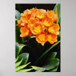 Orange Frühling clivia miniata Kafir Lilly Blumen Plakat