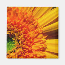 Orange Gänseblümchen-Magnet Kühlschrankmagnete