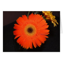 Orange Gerber Gänseblümchen Karte
