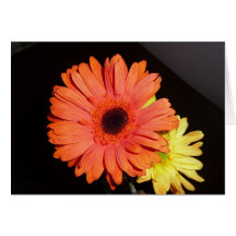Orange Gerber Gänseblümchen Karte