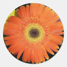 Orange Gerber Gänseblümchen Runde Aufkleber