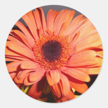 Orange Gerber Gänseblümchen Runder Aufkleber
