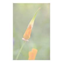 Orange Kalifornien-Mohnblumen-Knospe Personalisiertes Büropapier