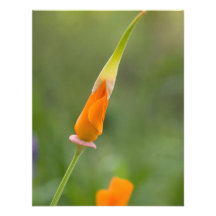 Orange Kalifornien-Mohnblumen-Knospe Personalisierte Ankündigungen