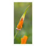 Orange Kalifornien-Mohnblumen-Knospe Individuelle Ankündigungen