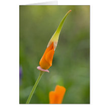 Orange Kalifornien-Mohnblumen-Knospe Karte